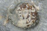 Jurassic Ammonite (Microderoceras) - Charmouth, England #176355-3